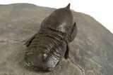 Pelagic Trilobite (Cyclopyge) Fossil - Huge Eyes #344603-4